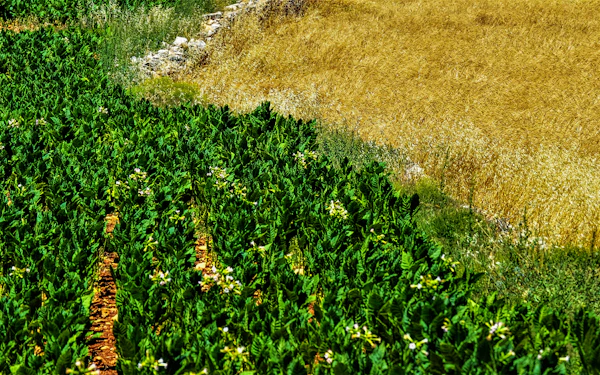 Agriculture & Environmental Services