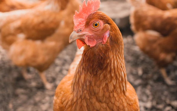 Poultry, Livestock & Aquaculture Consultancy services and verified professionals